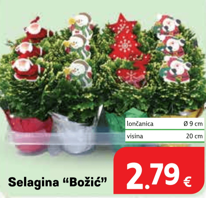 Selagina lončanica Ø 9 cm, visina 20 cm - Akcija u trgovini Plodine