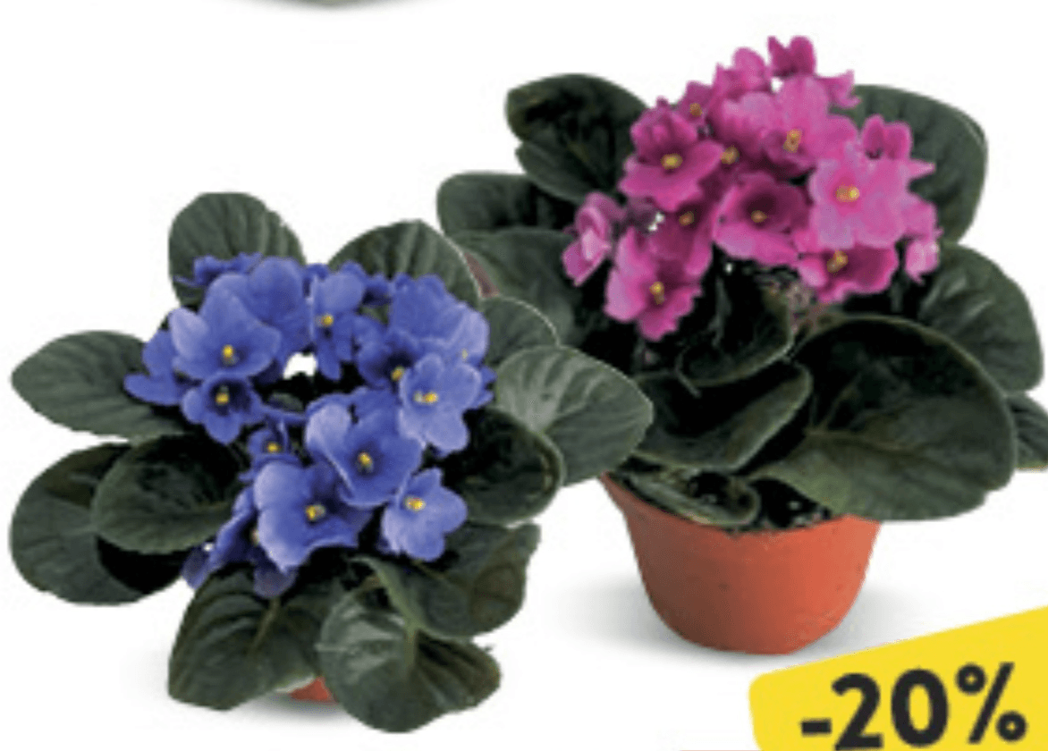 Saintpaulia kom - Akcija u trgovini Konzum