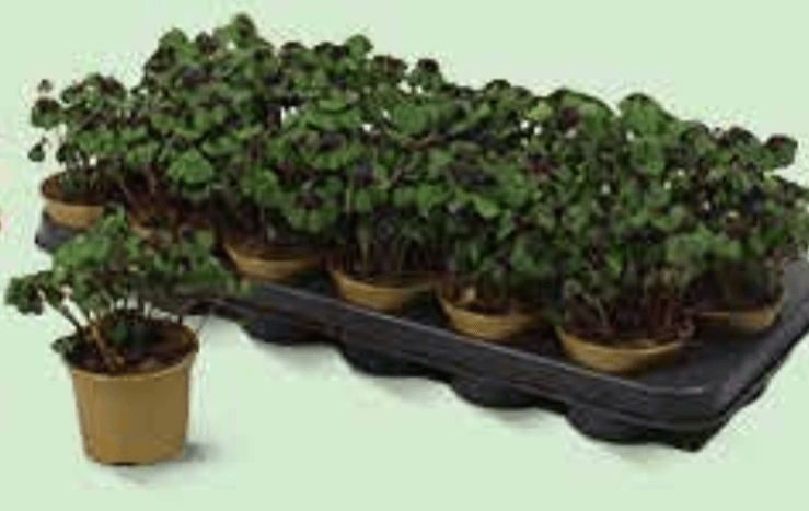 Četverolisni cecelj - Akcija u trgovini Plodine