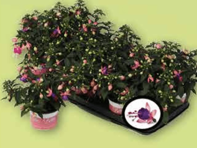 Fuksija lončanica Ø 12 cm, visina 22 cm - Akcija u trgovini Plodine