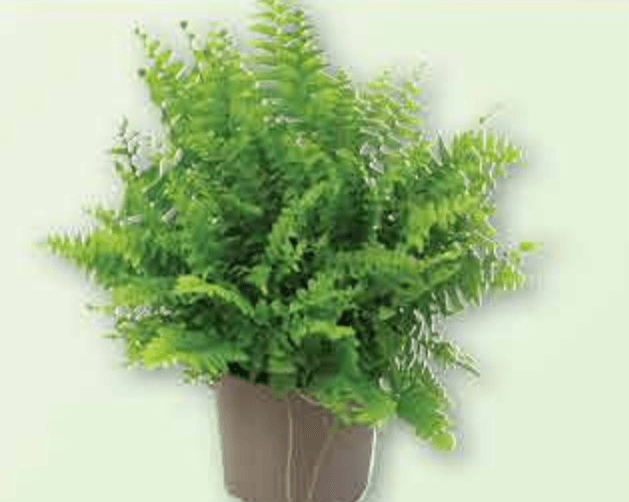 Kovrčava paprat 1 komad - Akcija u trgovini Plodine