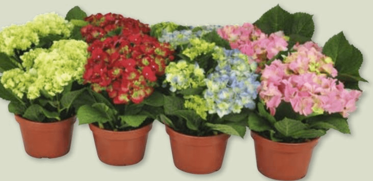 Hortenzija 1 kom - Akcija u trgovini Spar