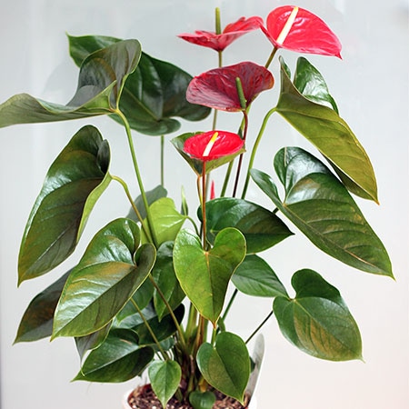 Lončanica Anthurium Ø12, 60 cm - Akcija u trgovini Pevex