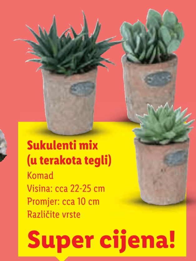 Sukulenti mix - Akcija u trgovini Lidl