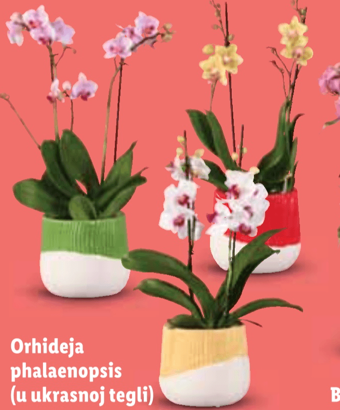 Orhideja phalaenopsis - Akcija u trgovini Lidl
