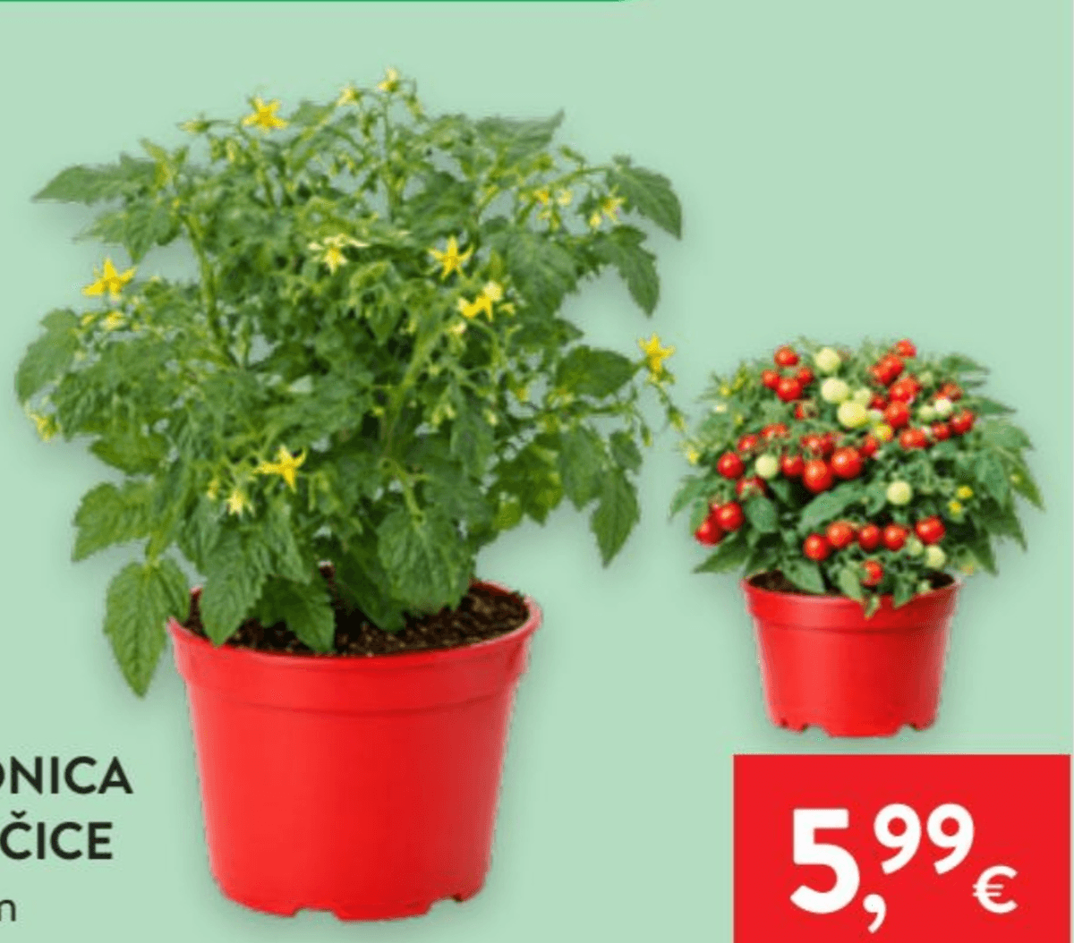 Sadnica Rajčice 1 kom - Akcija u trgovini Spar