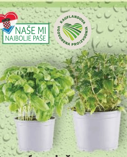 Domaće svježe začinsko bilje komad - Akcija u trgovini Kaufland