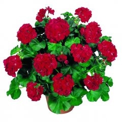 Pelargonija - Akcija u trgovini Bauhaus