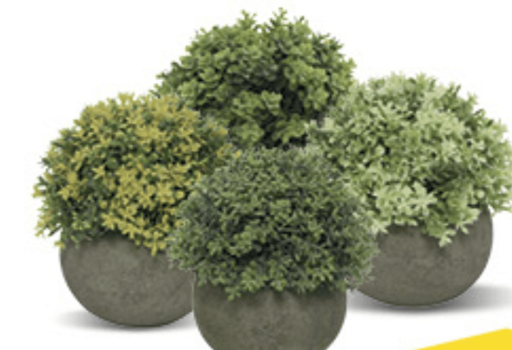 Biljka - Akcija u trgovini Konzum