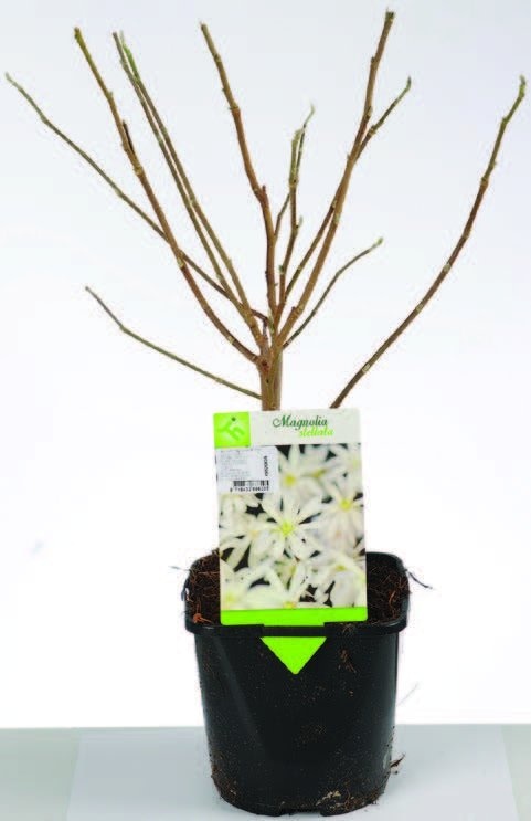 Magnolia u tegli promjera 17cm, kom - Akcija u trgovini Konzum