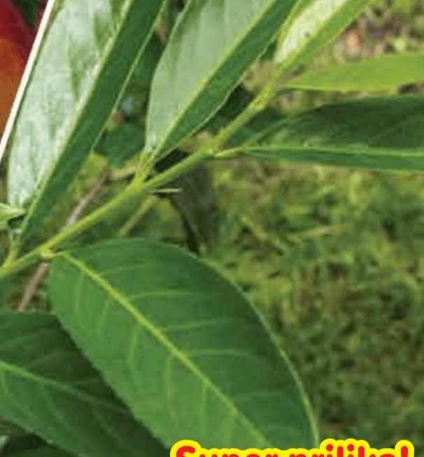 Sadnica lovor-višnje 50 cm - Akcija u trgovini Plodine