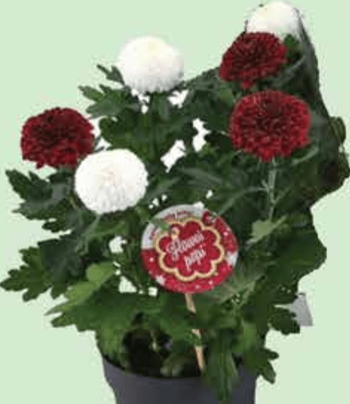 Krizantema Flowerpops - Akcija u trgovini Plodine