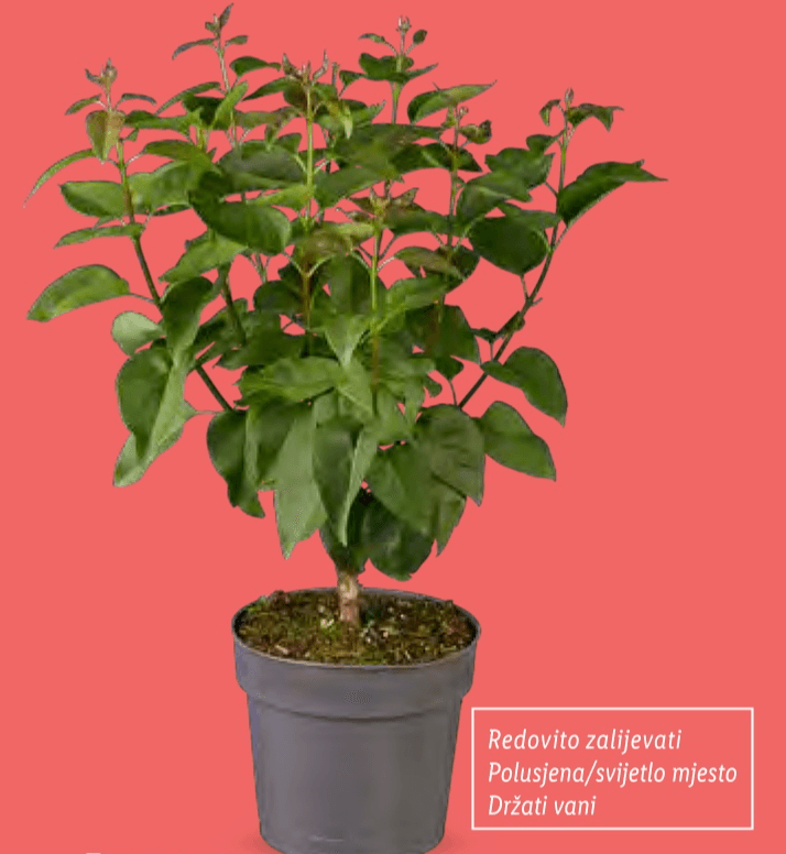 Jorgovan - Akcija u trgovini Lidl