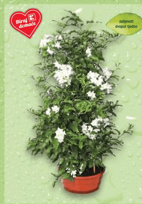 Jasmin 23 cm Akcija u trgovini Kaufland