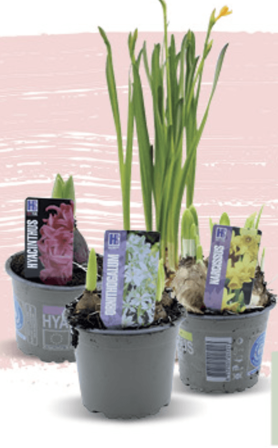 Proljetnice u tegli promjera 9cm, kom - Akcija u trgovini Konzum