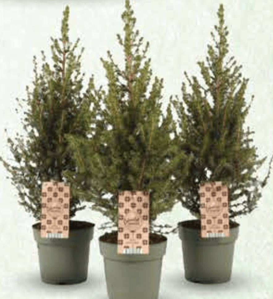 Kanadska smreka - Akcija u trgovini Plodine