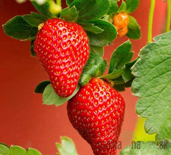 Sadnica jagode - Akcija u trgovini Plodine