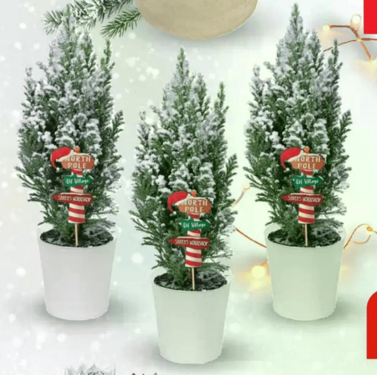 Božićno mini drvce - Akcija u trgovini Plodine