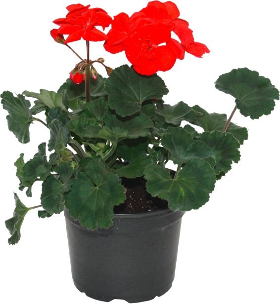 Stajaća pelargonija - Akcija u trgovini Bauhaus