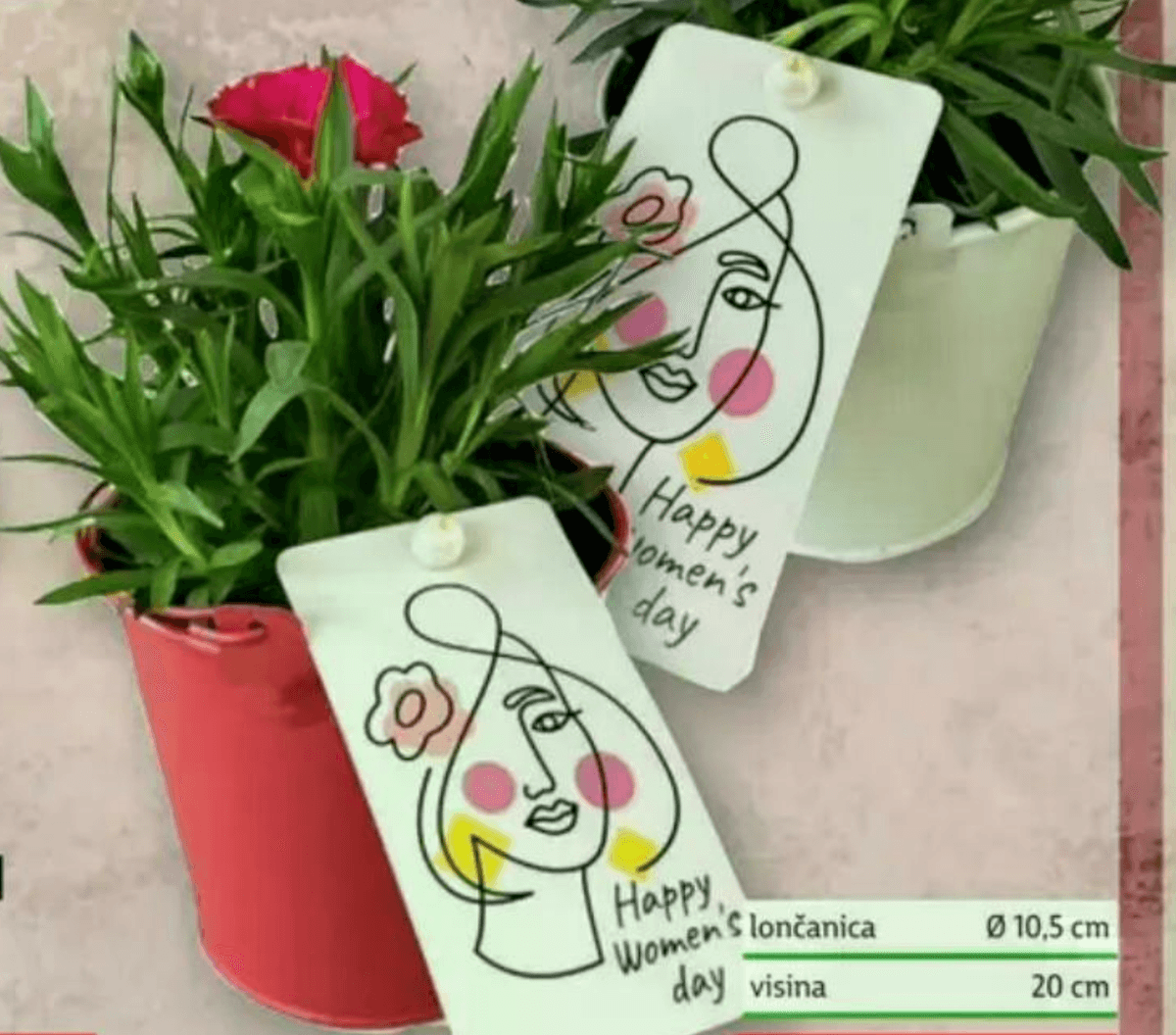 Karanfil lončanica Ø 10,5 cm, visina 20 cm - Akcija u trgovini Plodine