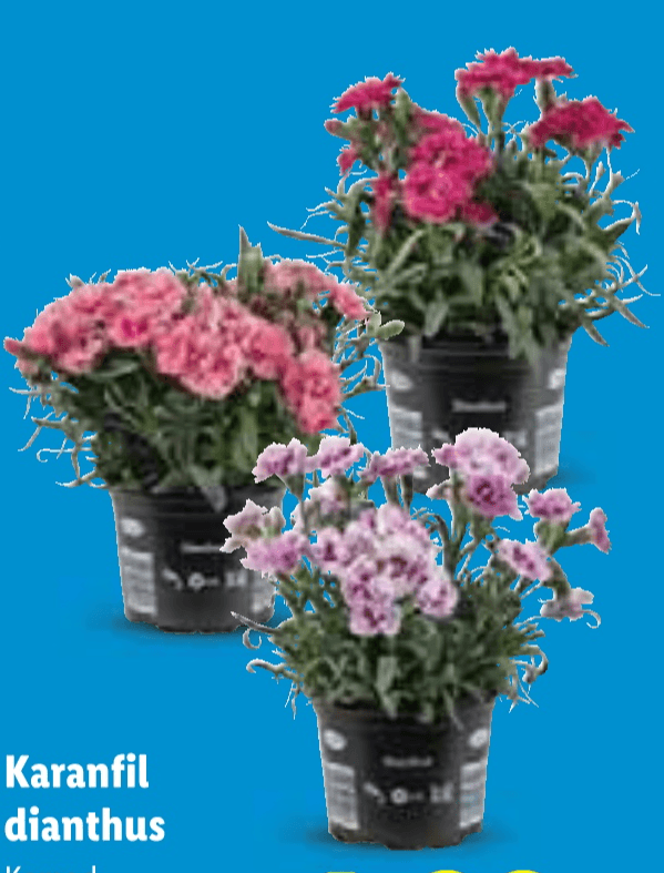 Karanfil dianthus - Akcija u trgovini Lidl