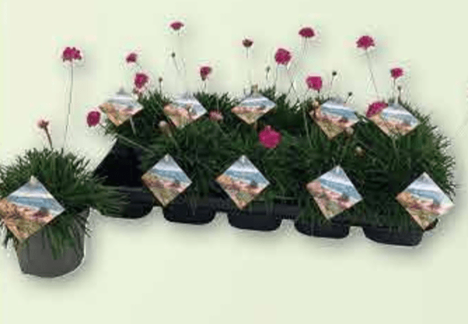 Armeria lončanica Ø 10 cm, visina 40 cm - Akcija u trgovini Plodine