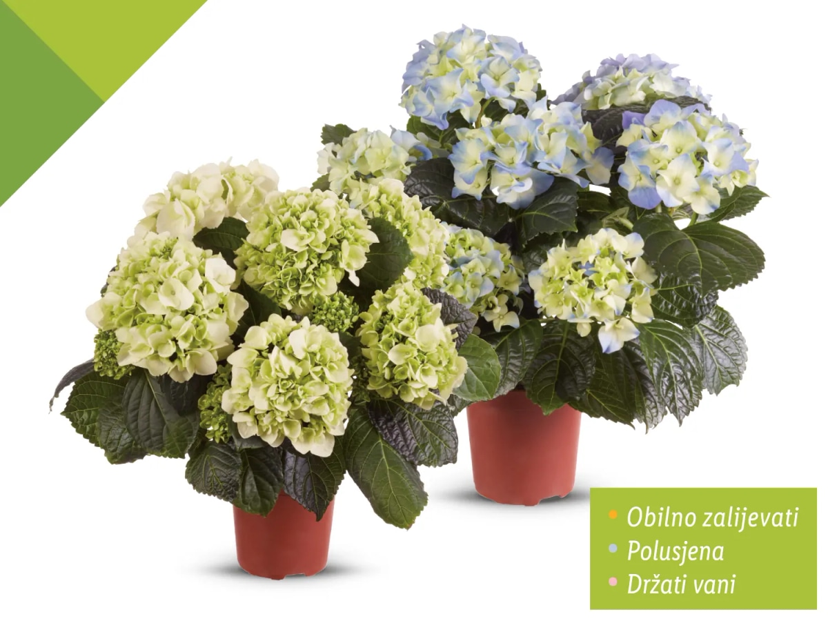 Hortenzija midi - Akcija u trgovini Lidl