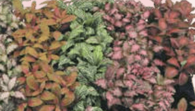 Cvijet Fittonia mixed Ø 8,5 cm - Akcija u trgovini KTC