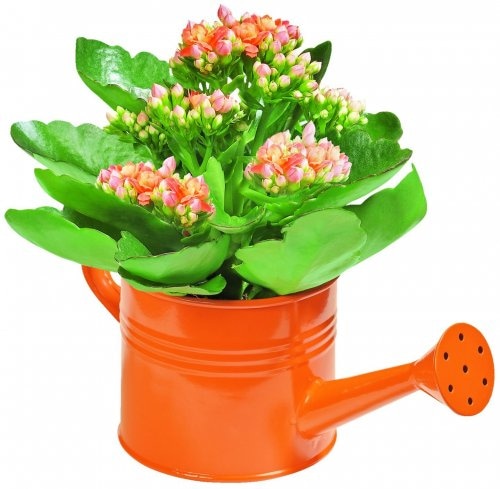 Kalanhoja u kantici za zaljevanje 1 komad - Akcija u trgovini Kaufland