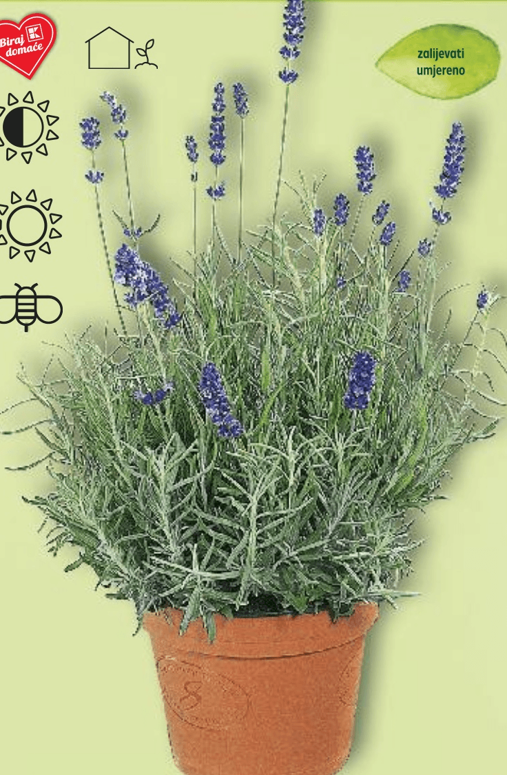 Lavanda u tegli promjera 10,5 cm - Akcija u trgovini Kaufland