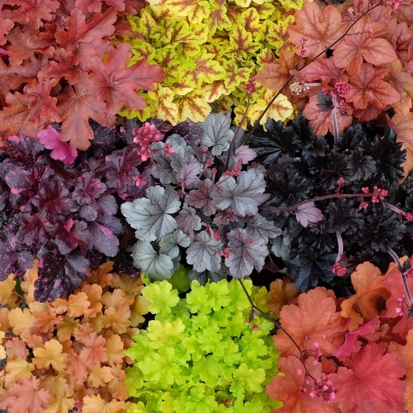 Trajnica Heuchera Mix lončanica 12 cm, visina 25 cm Akcija u trgovini Plodine