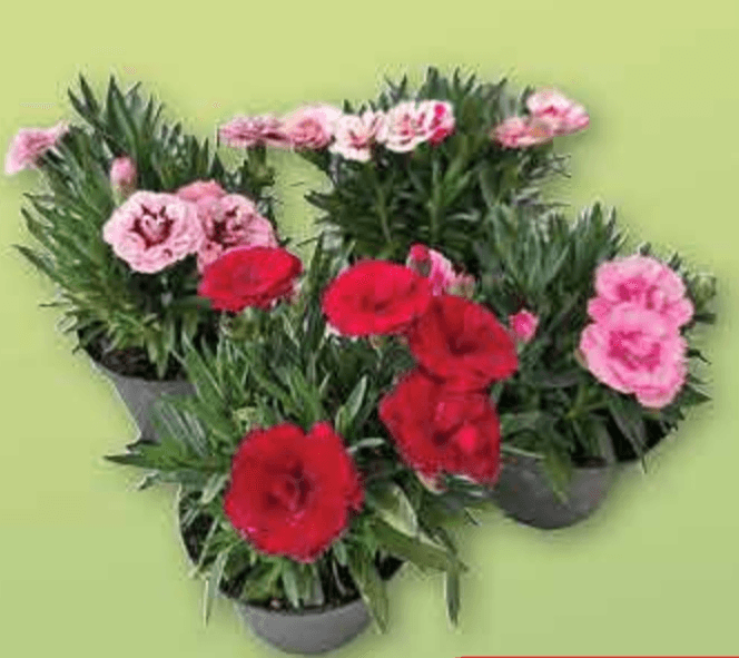 Karanfil lončanica Ø 10 cm, visina 40 cm - Akcija u trgovini Plodine