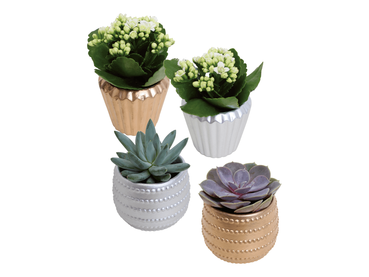 Kalanhoa/Sukulenti Komad - Akcija u trgovini Lidl