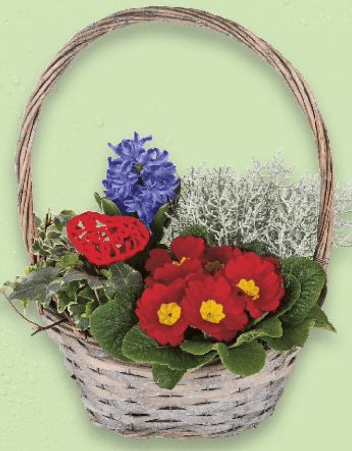 Cvjetna košara komad - Akcija u trgovini Kaufland