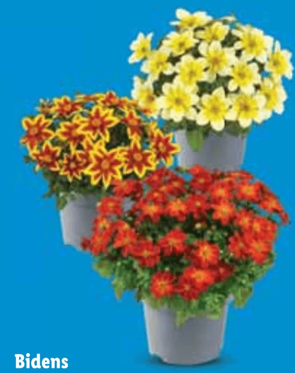 Bidens - Akcija u trgovini Lidl