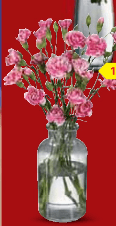 Karanfili 10 kom - Akcija u trgovini Lidl