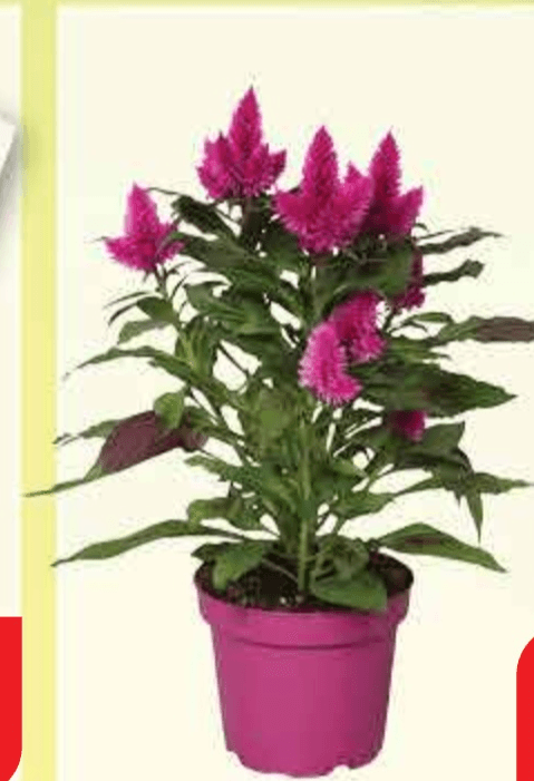 Pijetlova krijesta lončanica 12 cm, visina 30 cm - Akcija u trgovini Plodine