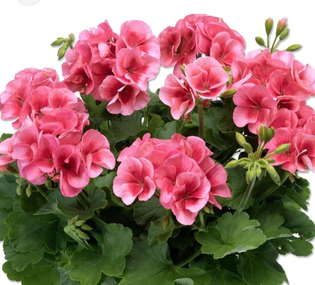 Poluviseća pelargonija 'Summer lovers' - Akcija u trgovini Bauhaus