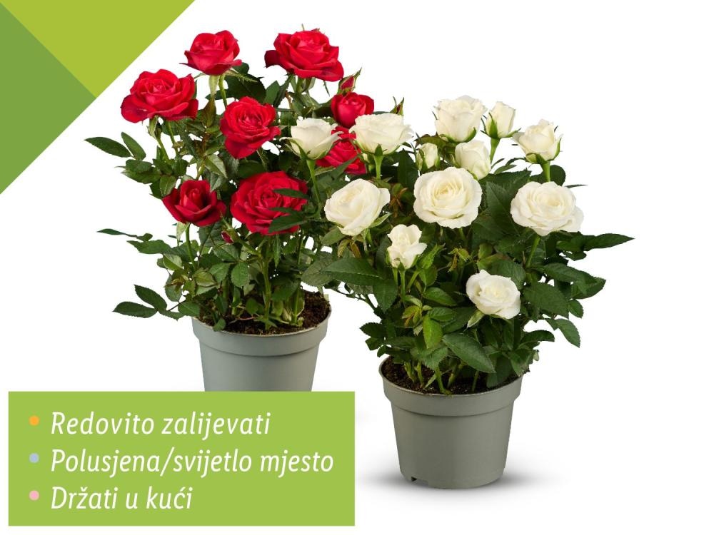 Ruža lončanica - Akcija u trgovini Lidl