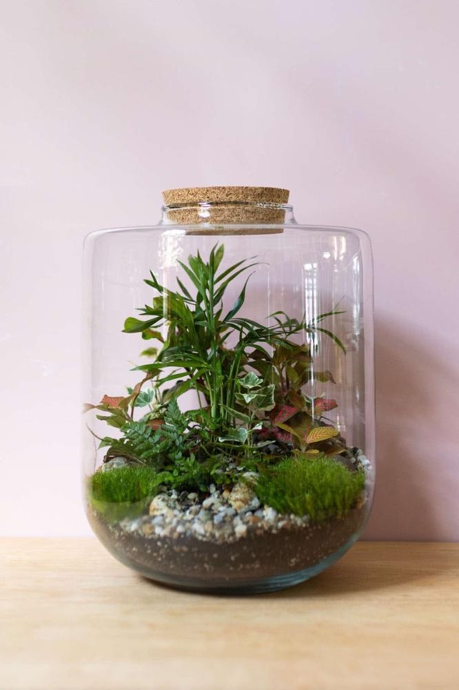 Terarij s biljkama Ø 17 cm - Akcija u trgovini KTC