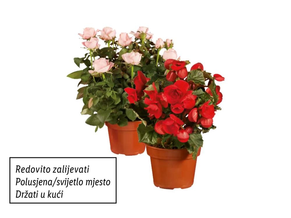 Ruža lončanica ili Begonija - Akcija u trgovini Lidl