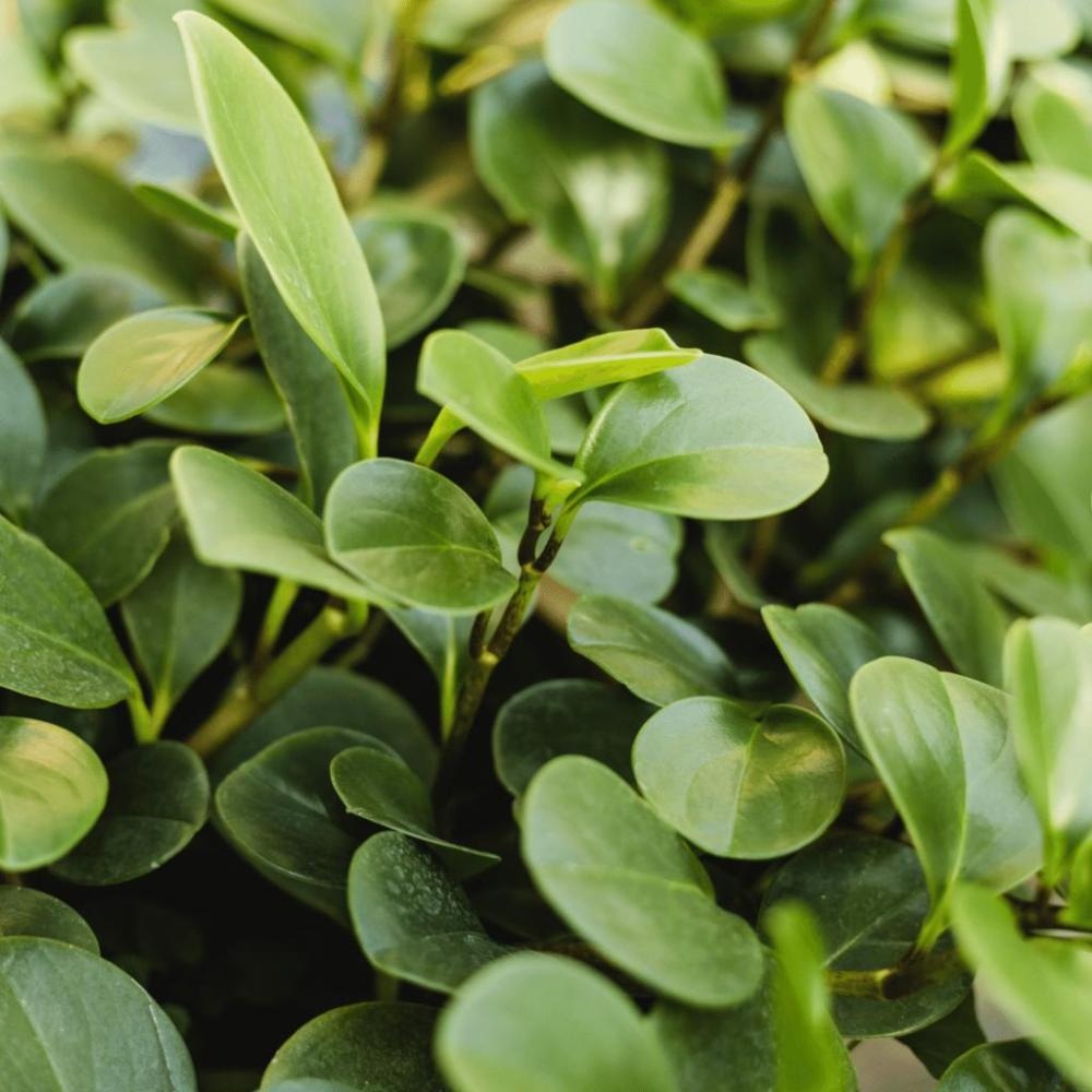 Peperomija T14 - Akcija u trgovini Bauhaus