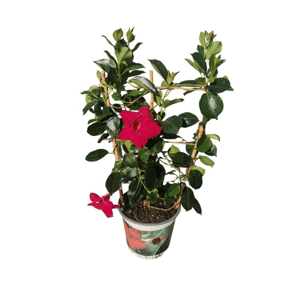 Cvijet Mandevilla crvena Špalir Ø 13 cm - Akcija u trgovini KTC