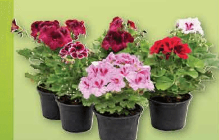 Pelargonija Velikocvijetna lončanica Ø 14 cm, visina 25 cm - Akcija u trgovini Plodine