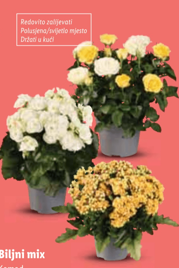 Biljni mix Komad - Akcija u trgovini Lidl