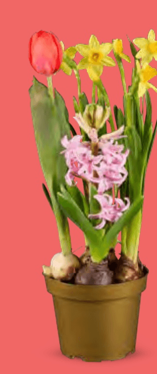 Lukovice mix - Akcija u trgovini Lidl