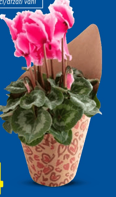 Ciklama Komad - Akcija u trgovini Lidl