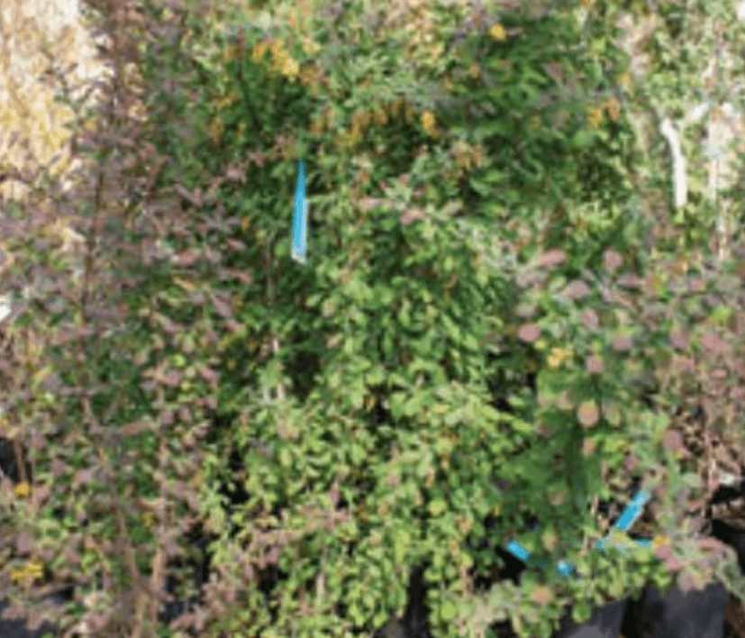 Berberis CLT 3 - Akcija u trgovini Vinkoprom