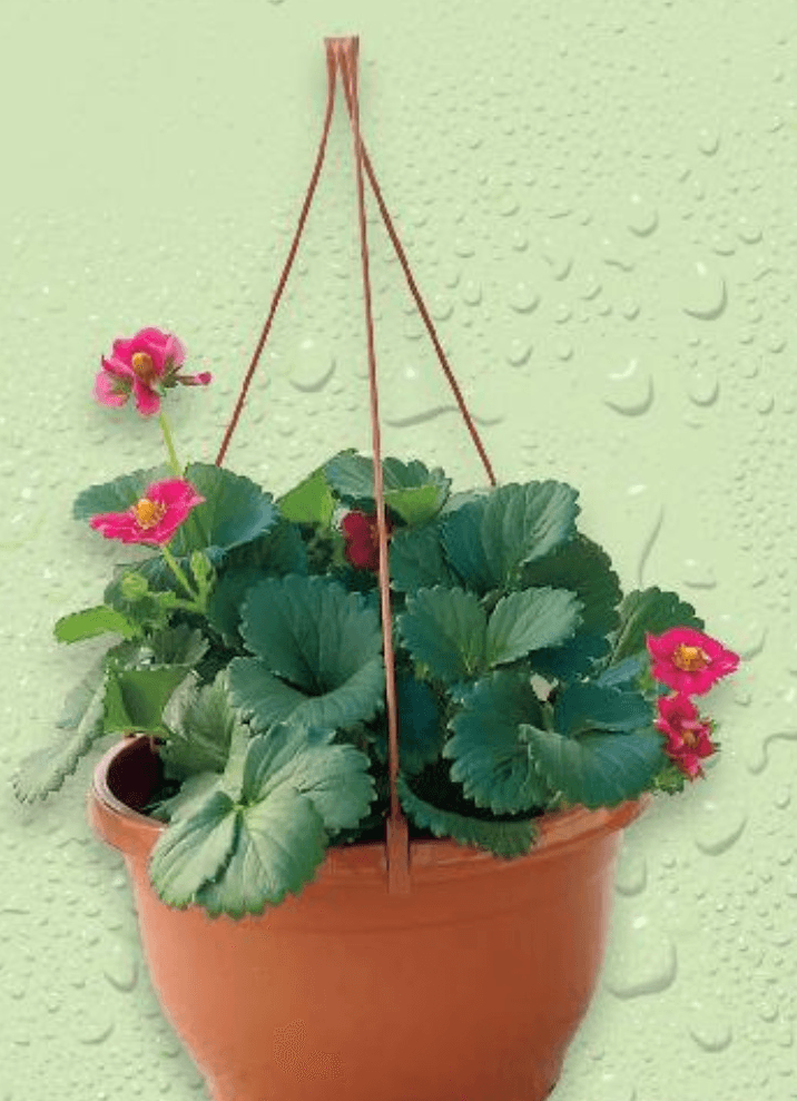 Jagoda - Akcija u trgovini Kaufland