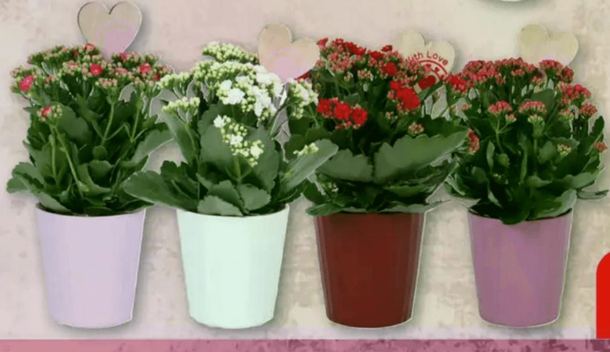 Kalanhoa - Akcija u trgovini Plodine